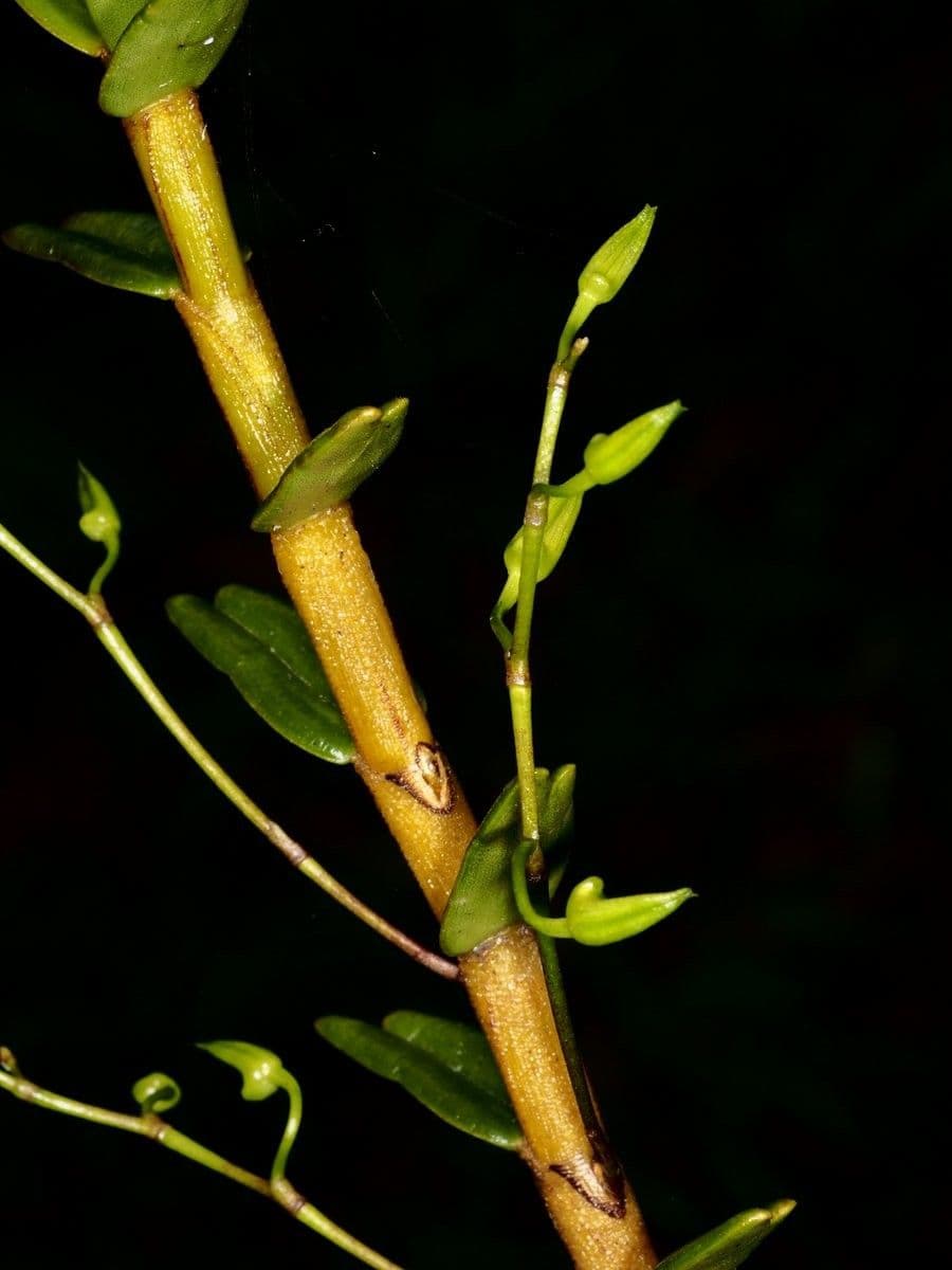 Dendrobium 12