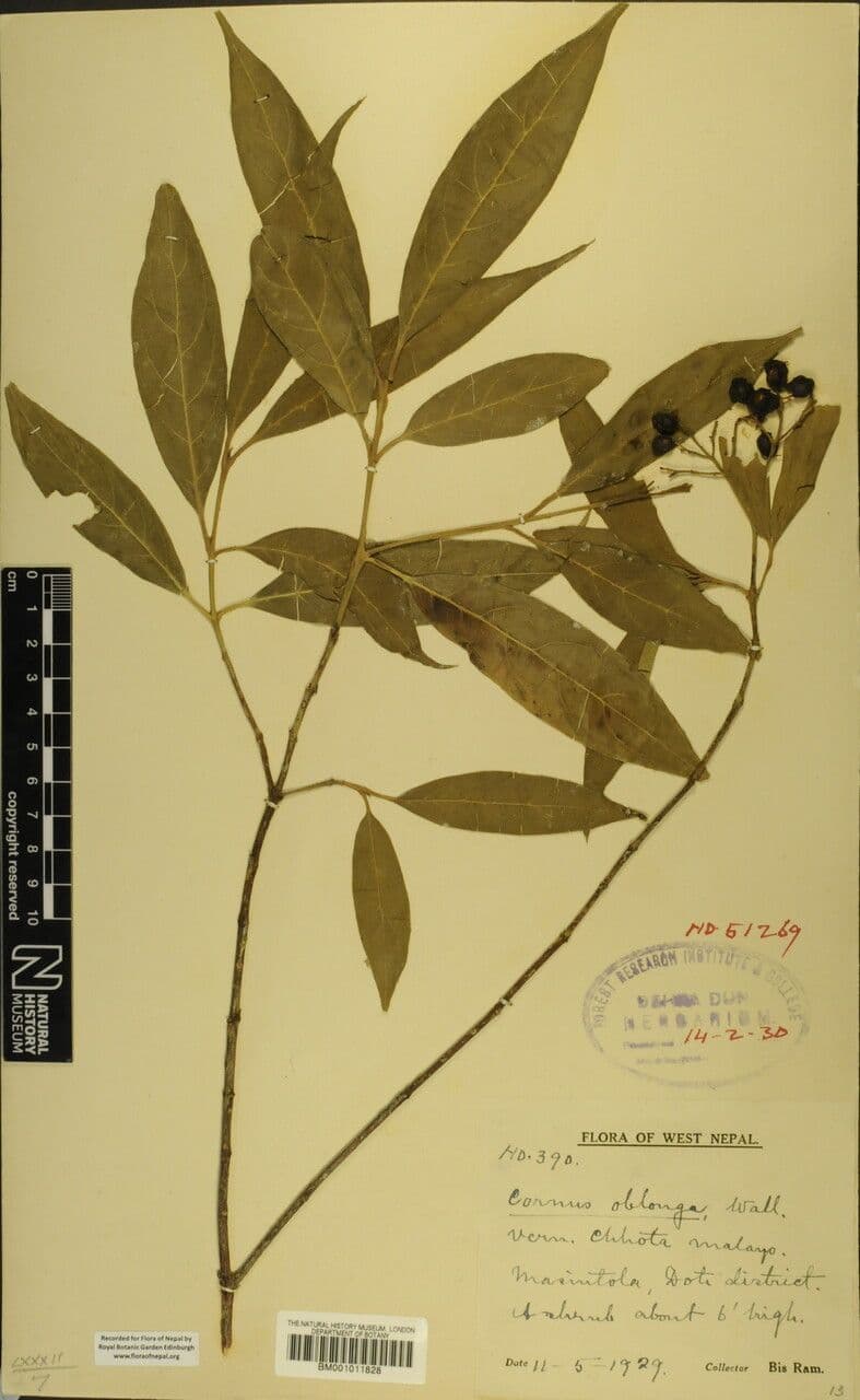 Cornus 5