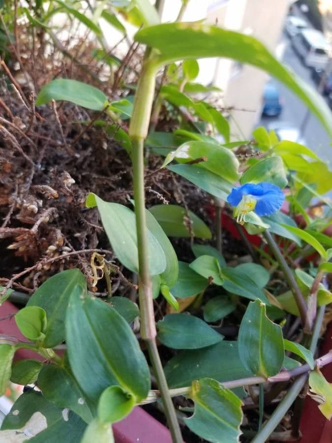 Commelina comune 22