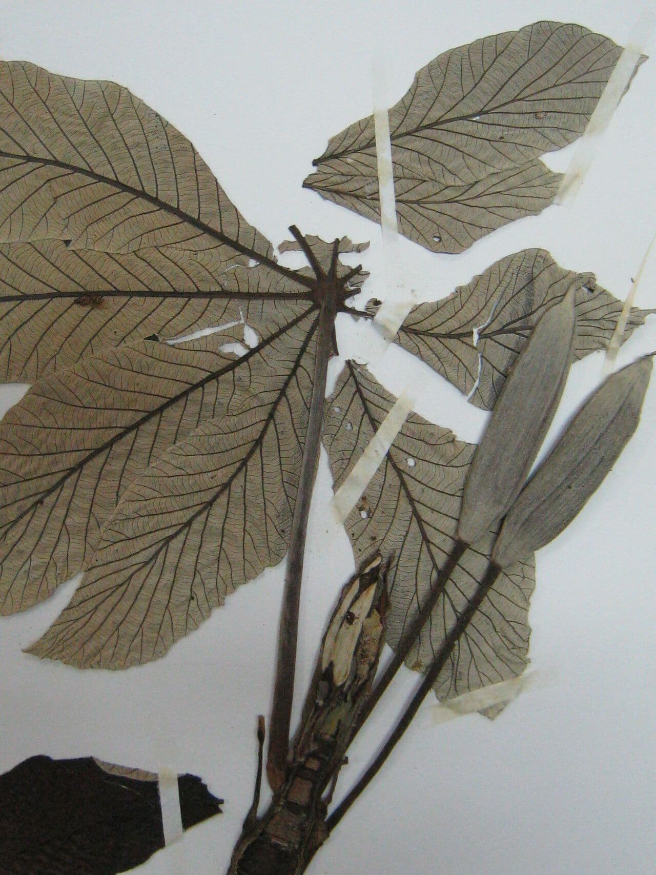 Cecropia 27