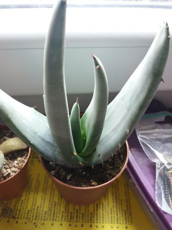 Aloe claviflora 2