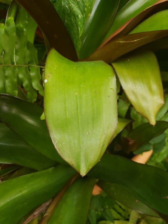 Aechmea 6