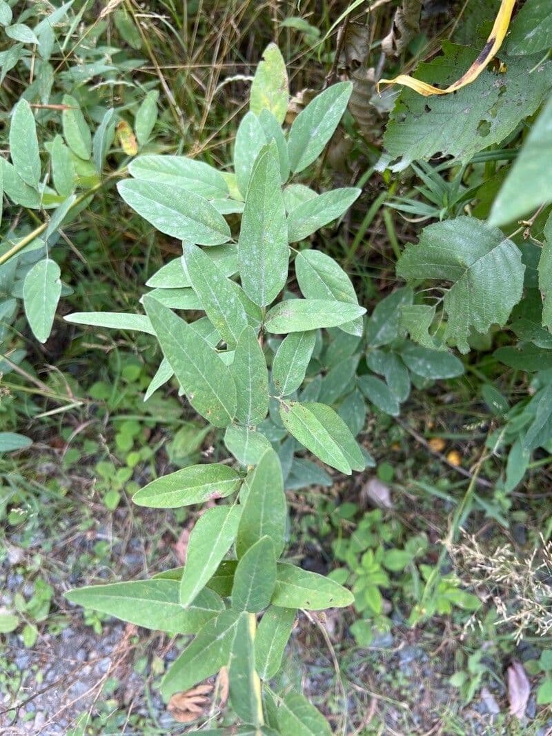 Desmodium canadese 18