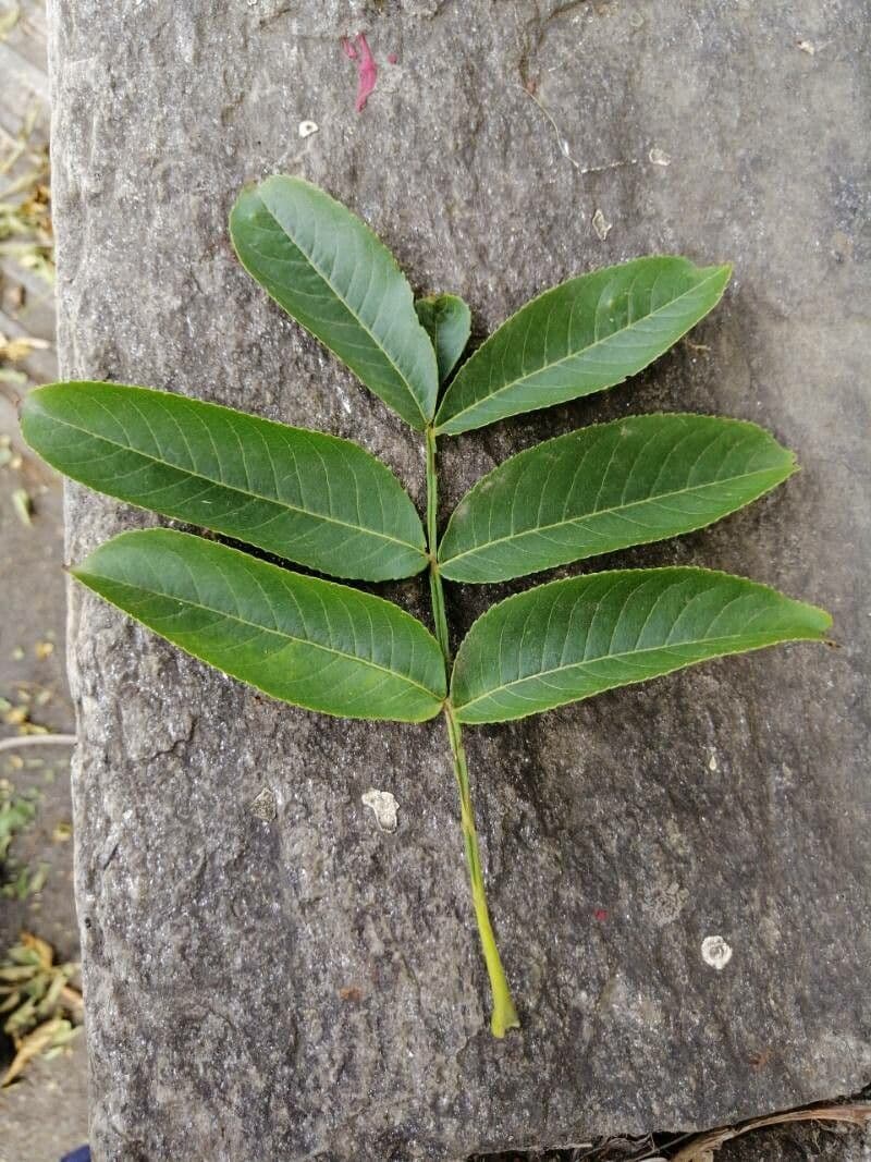 Pterocarya rhoifolia 20