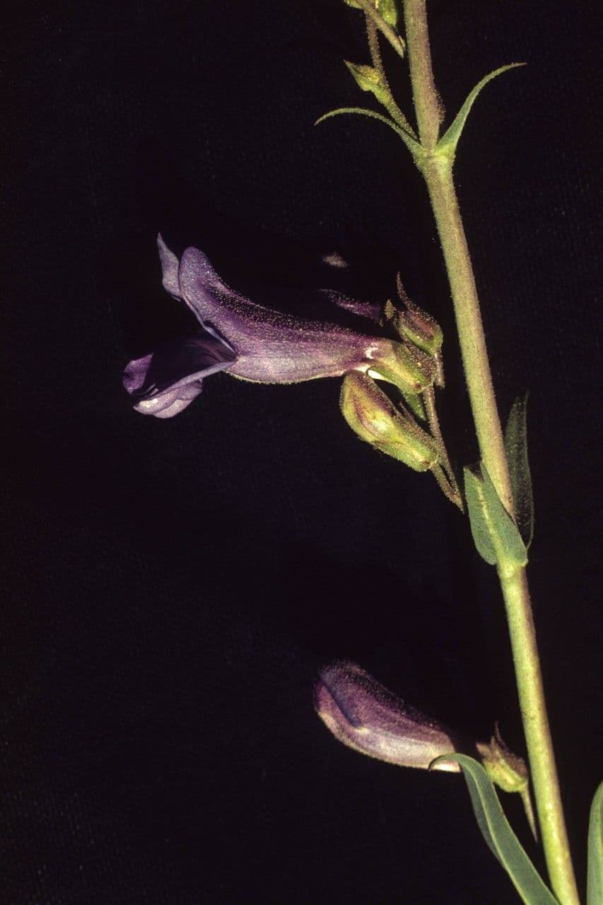 Penstemon 5