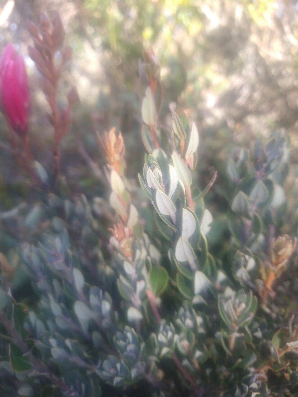 Bejaria 9