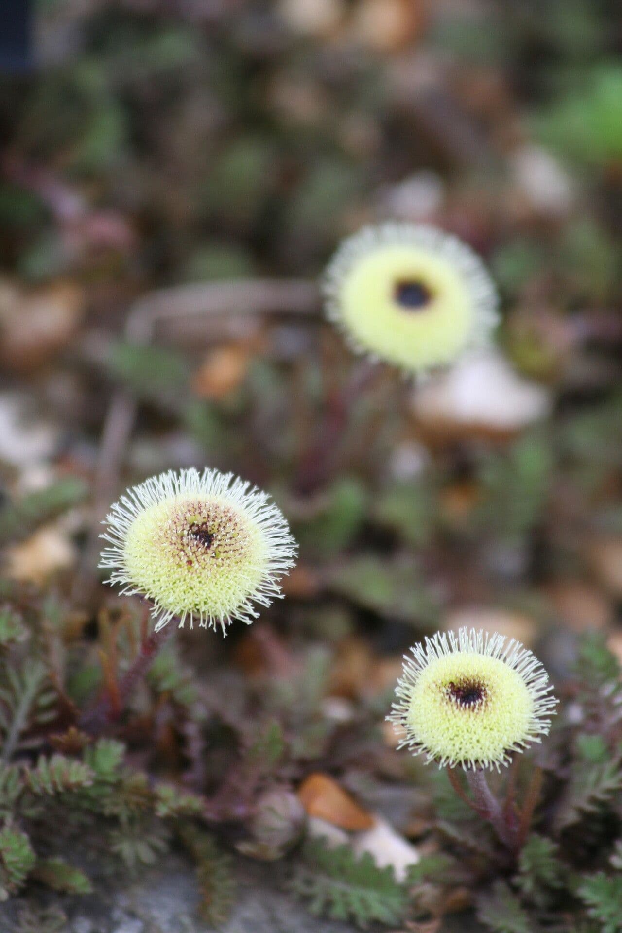 Leptinella 2