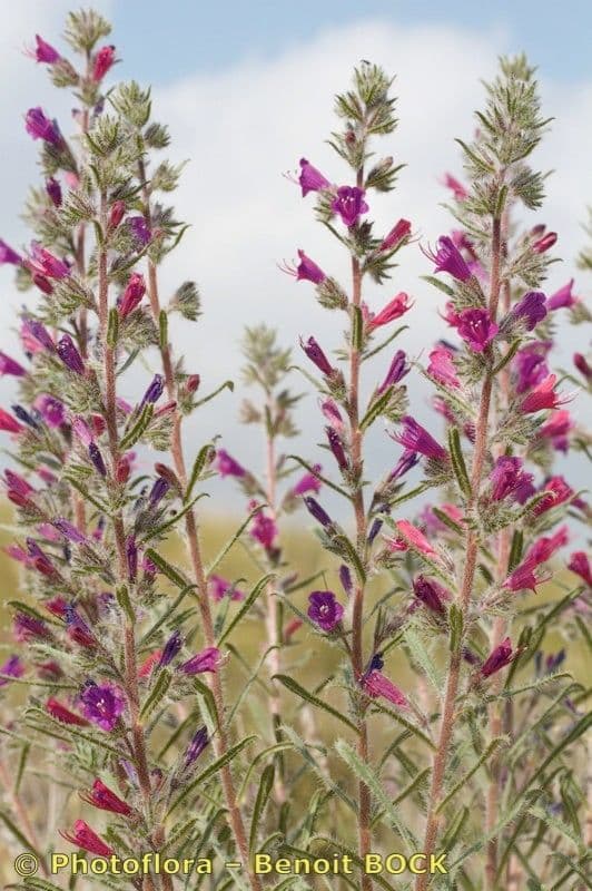 Echium humile 16