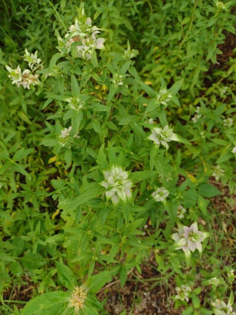 Gefleckte Monarde 3