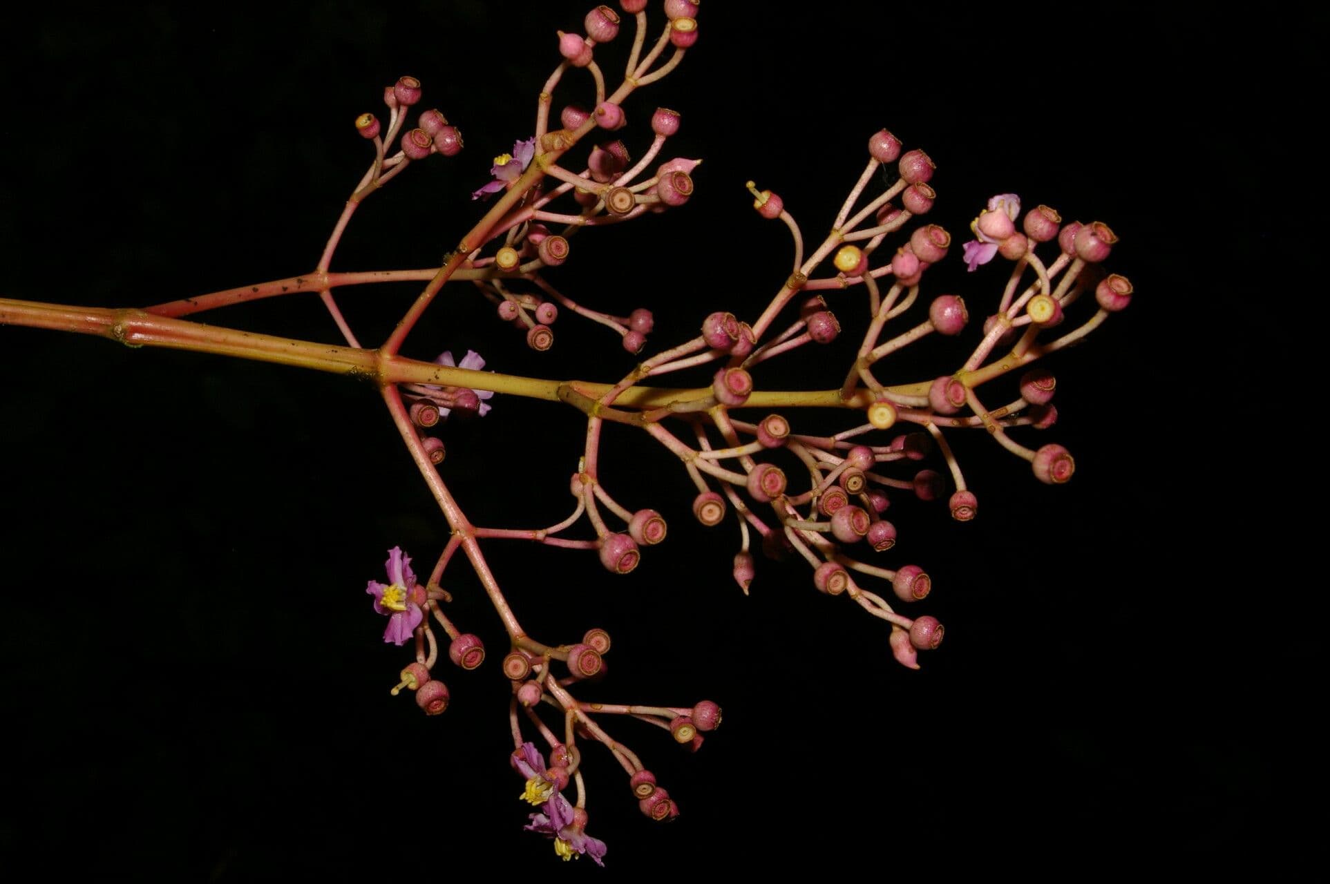 Miconia 5