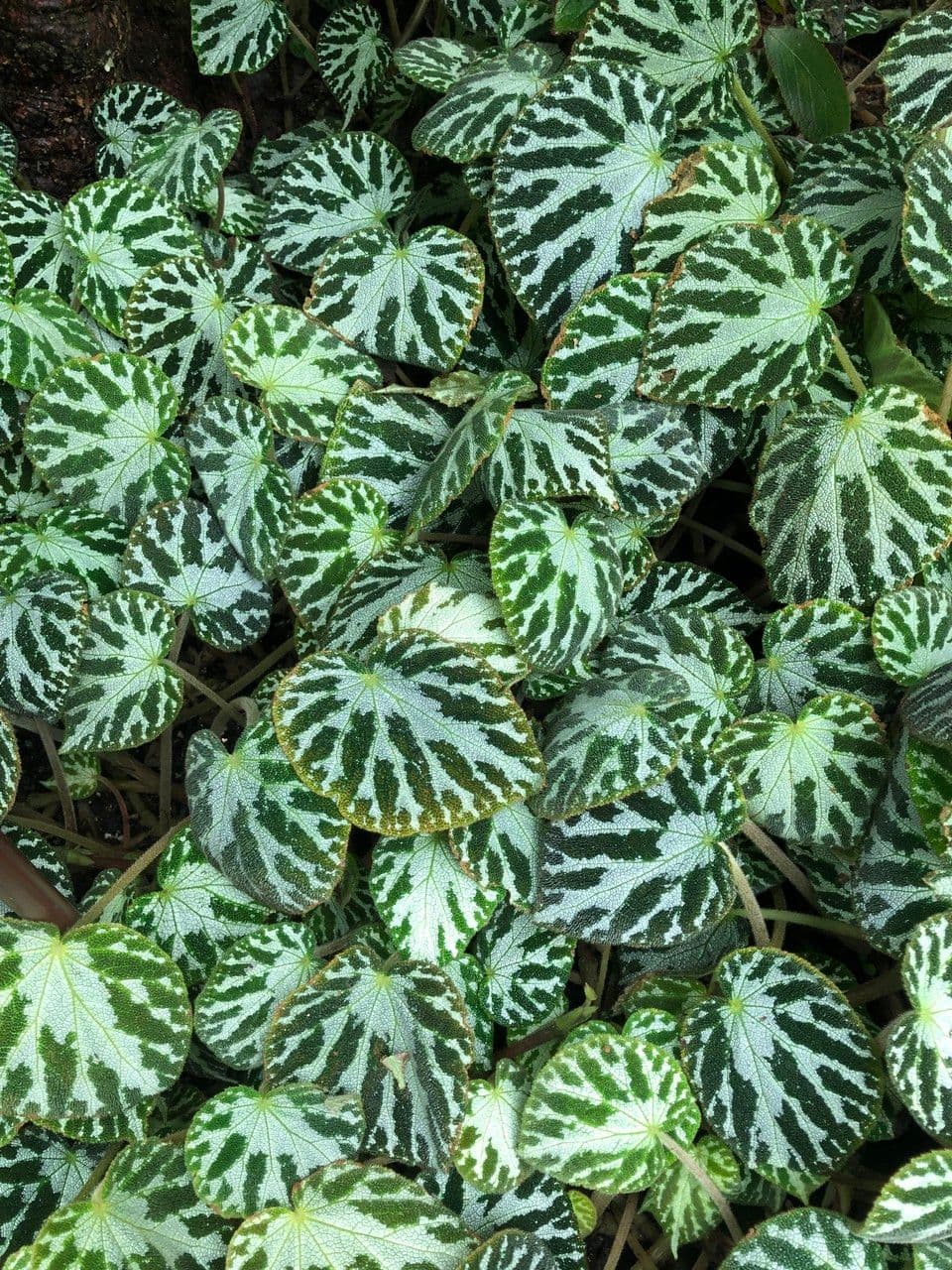 Begonia