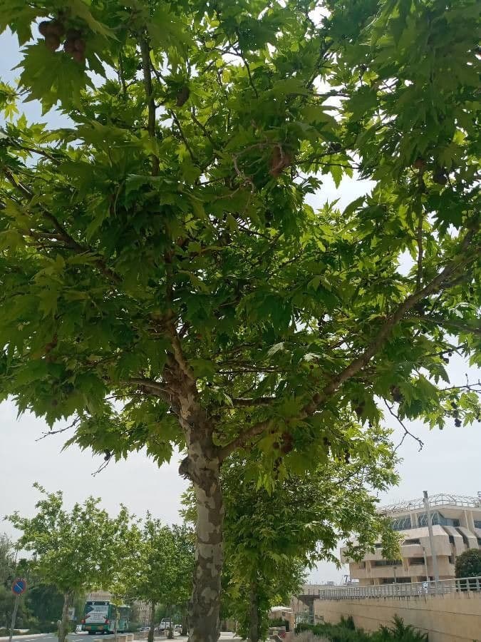 Platanus orientalis 22