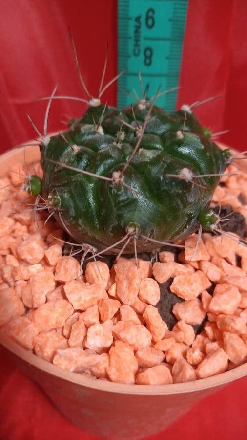 Cactus 18