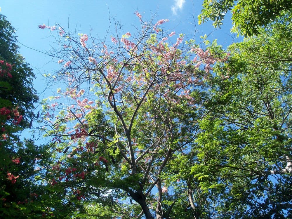 Cassia de Java 12
