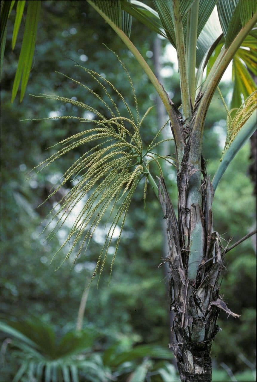 Borsig-Palme 2