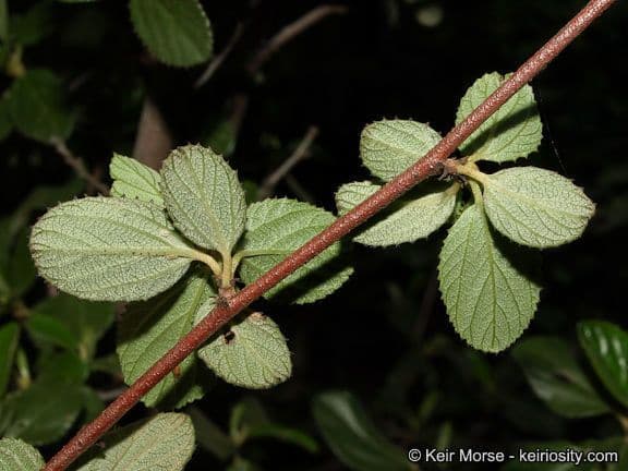Ceanothus plstnatý 17