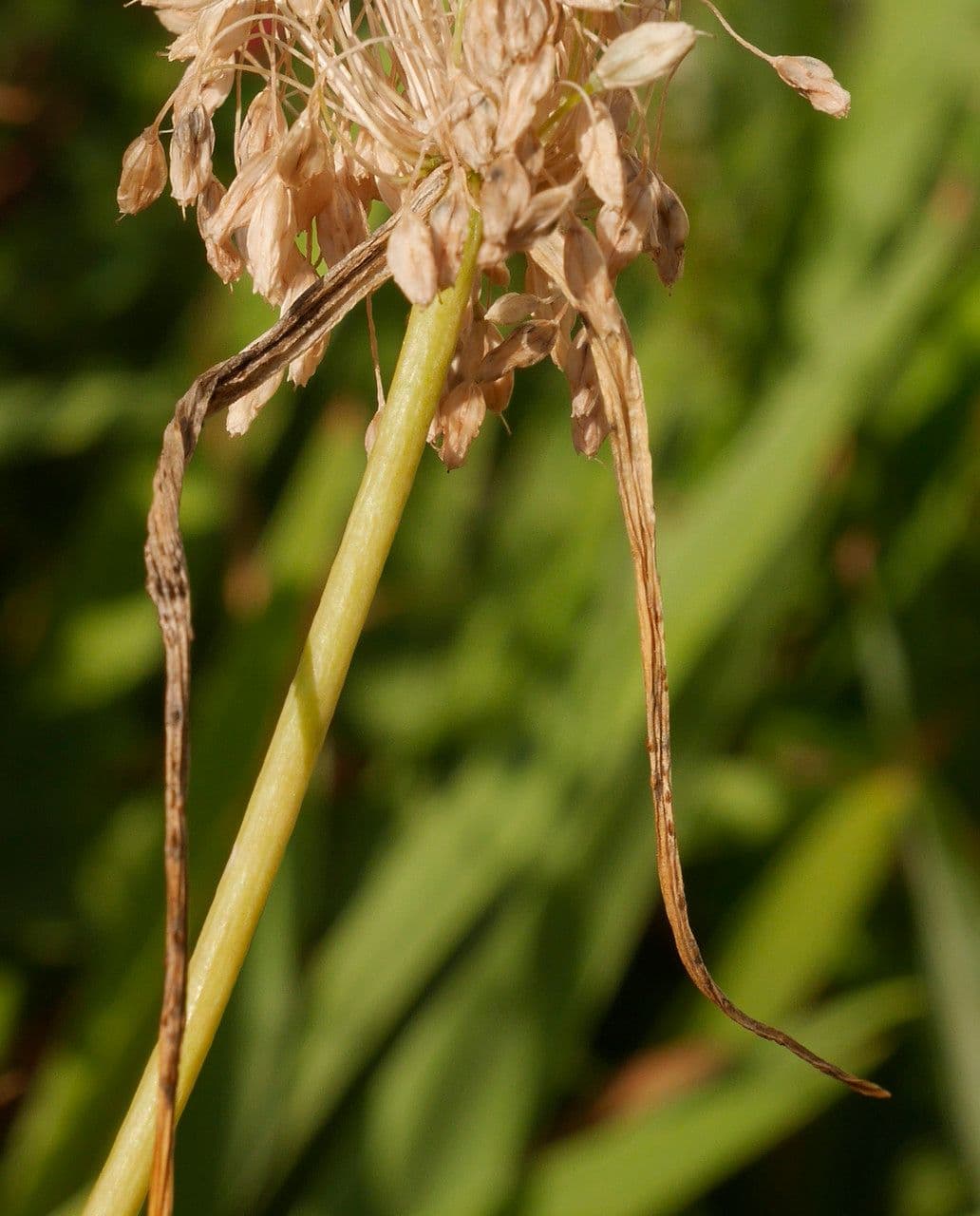 Aglio paniculato 3