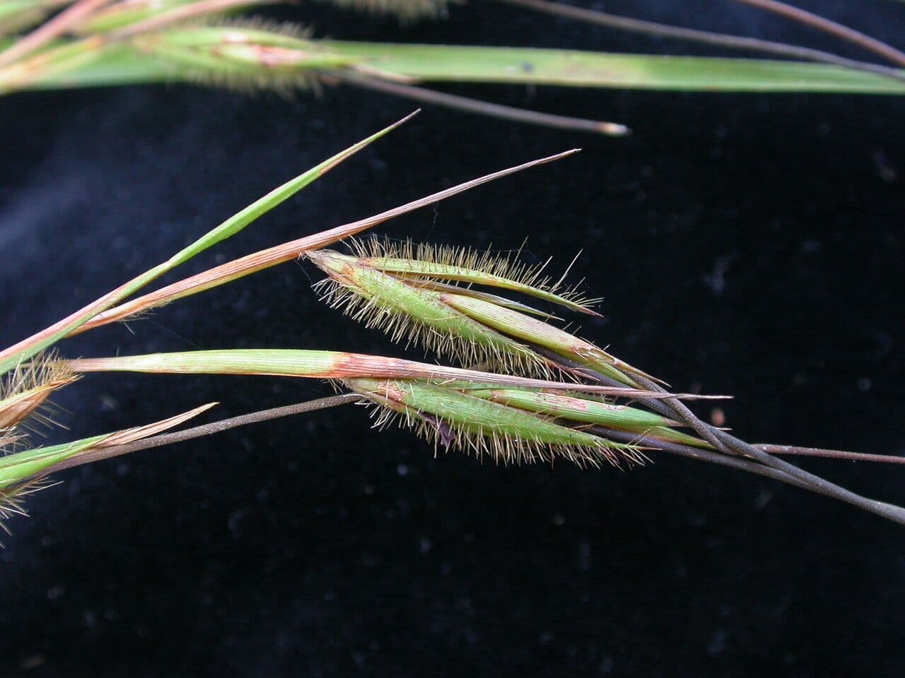 Themeda