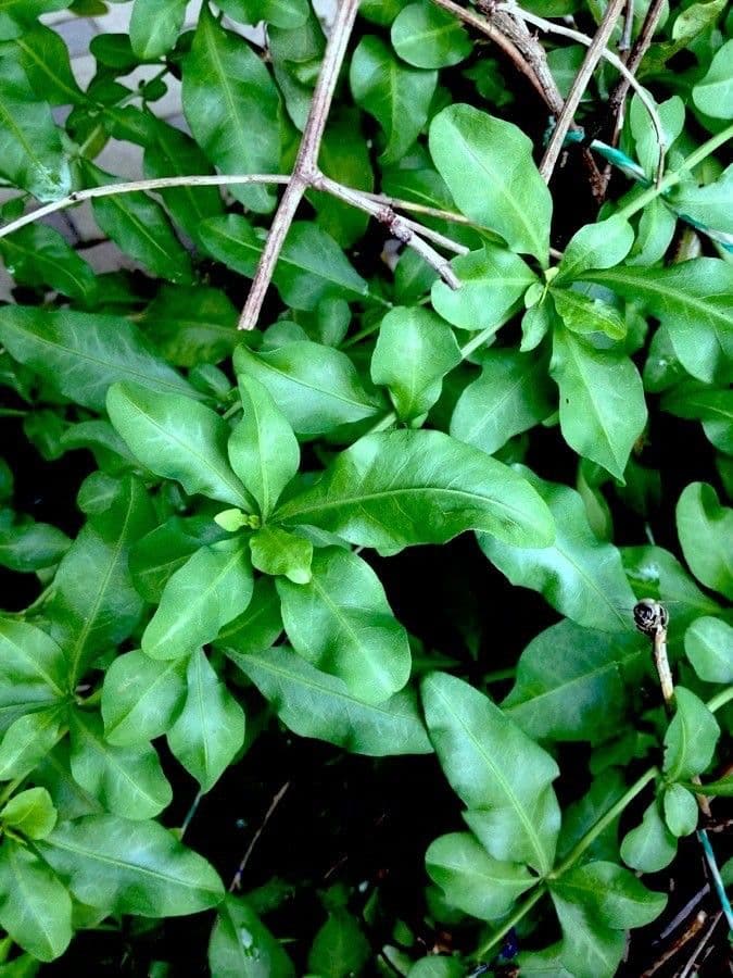 Plumbago auriculata 17