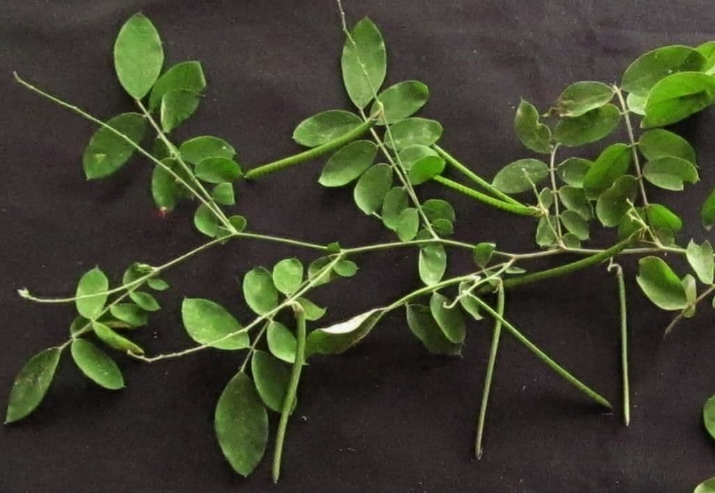 Coursetia caribaea 19