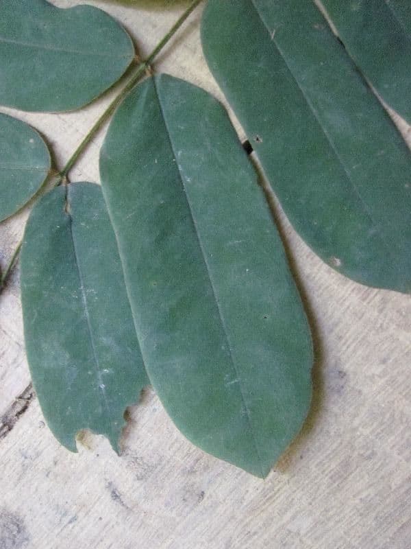 Hymenolobium
