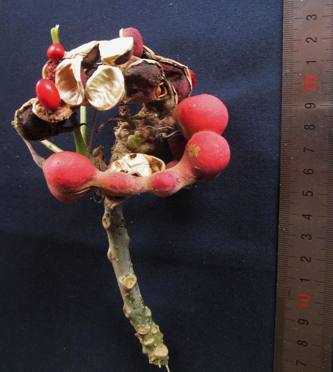 Erythrina garbatá 3