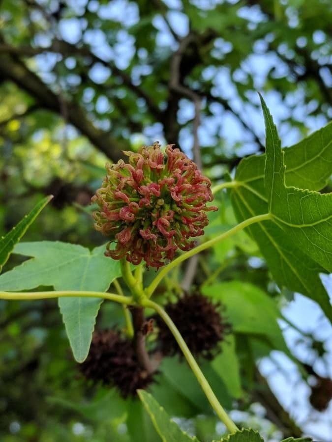 Liquidambar 9