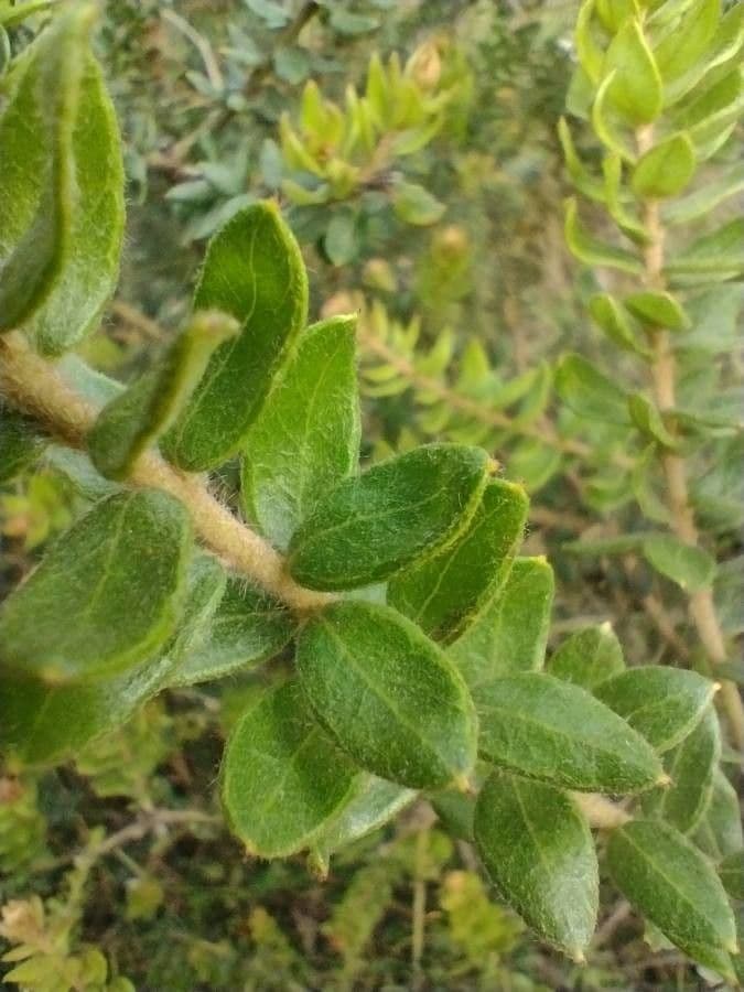 Graue Grevillea 9
