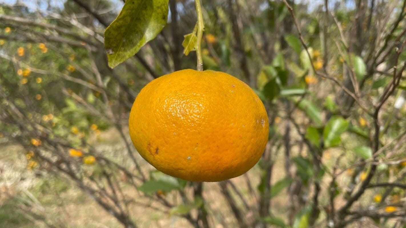 Arancio amaro 4