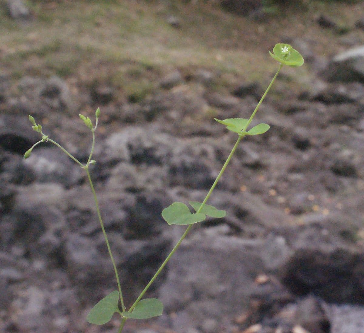 Drymaria cordata 12