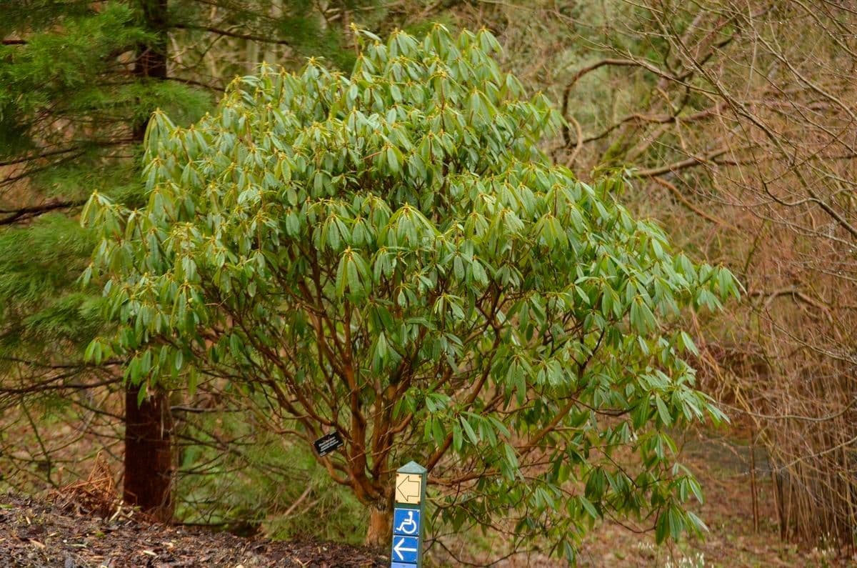 Rododendro 9