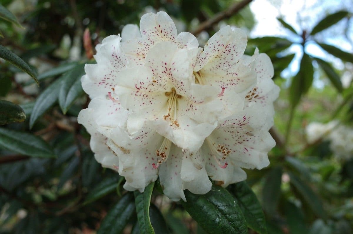 Różanecznik irroratum 3