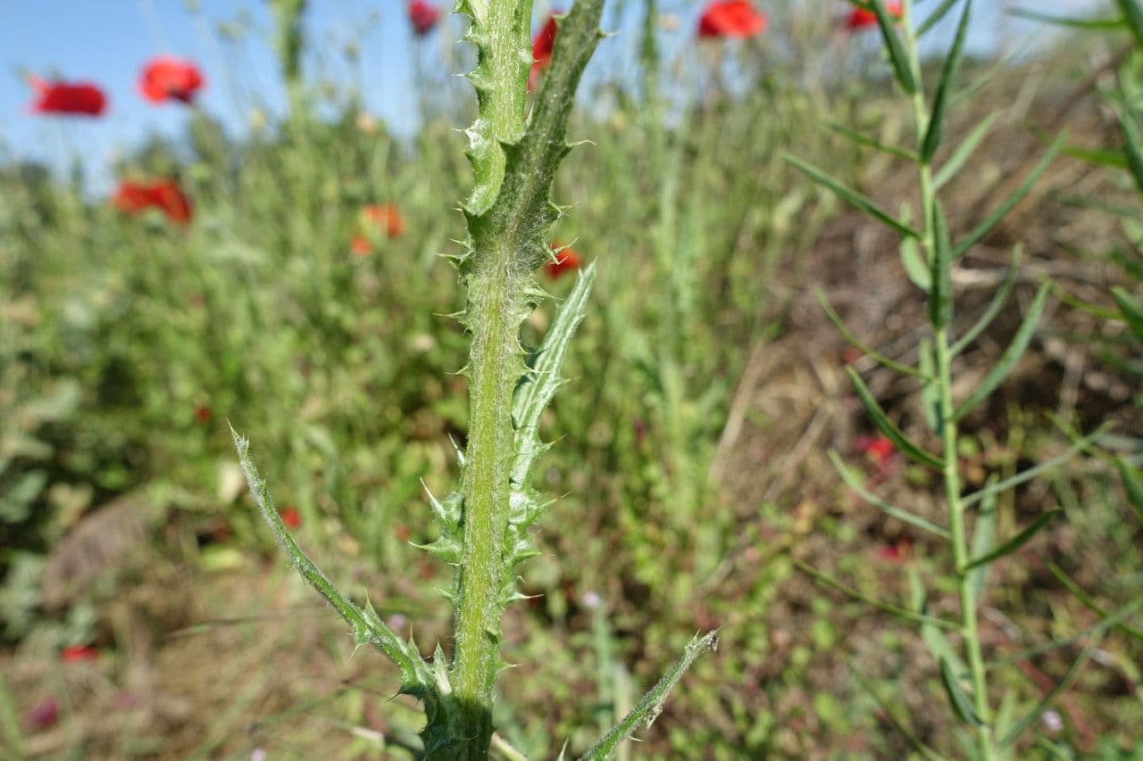 Weißgefleckte Distel 25
