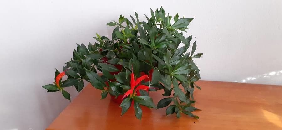 Columnea 7