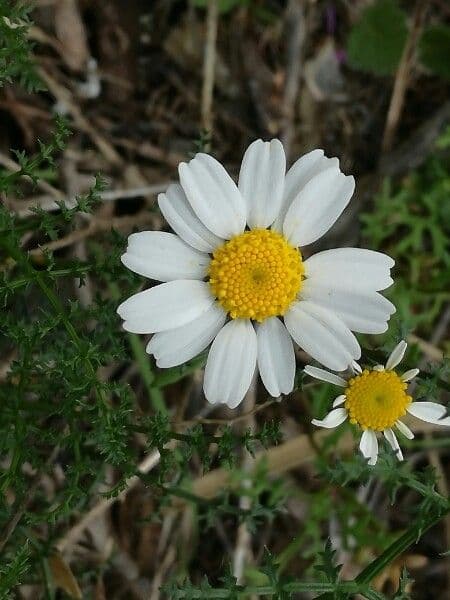 Leucanthemum