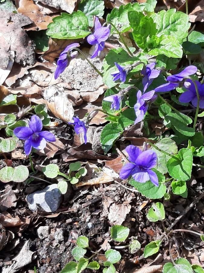 Viola di Rivinus 30