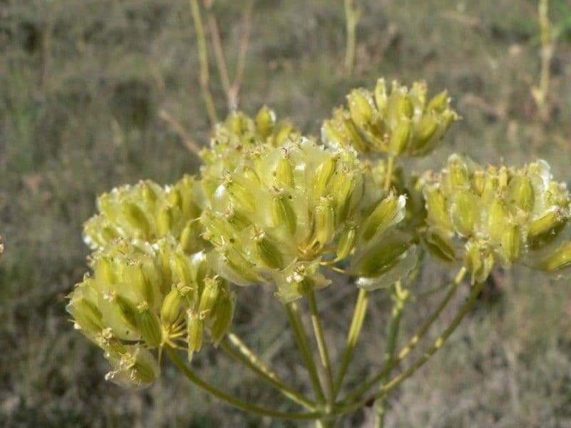 Sagapeno 3
