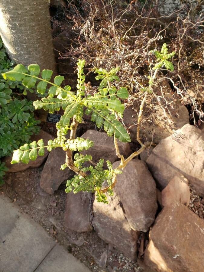 Echter Weihrauchbaum 4