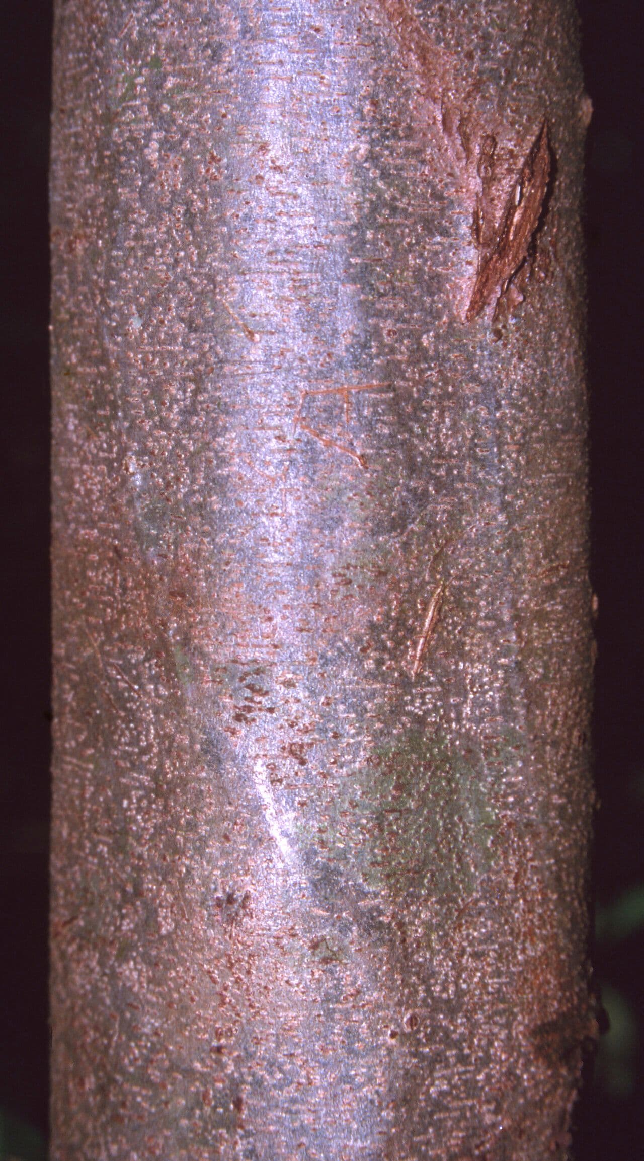 Inga 7