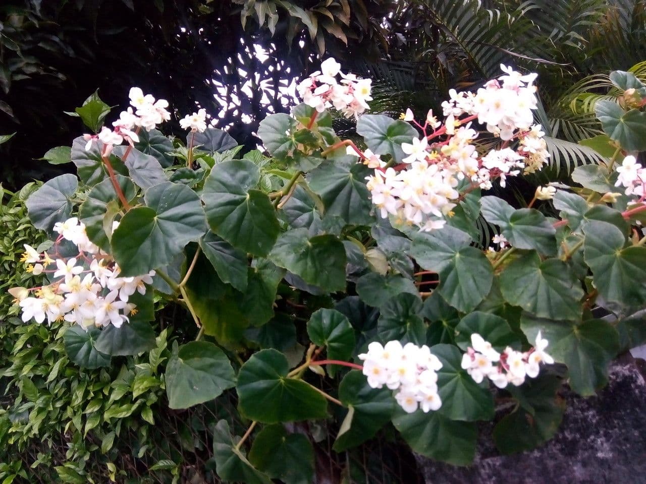 Begonia 9