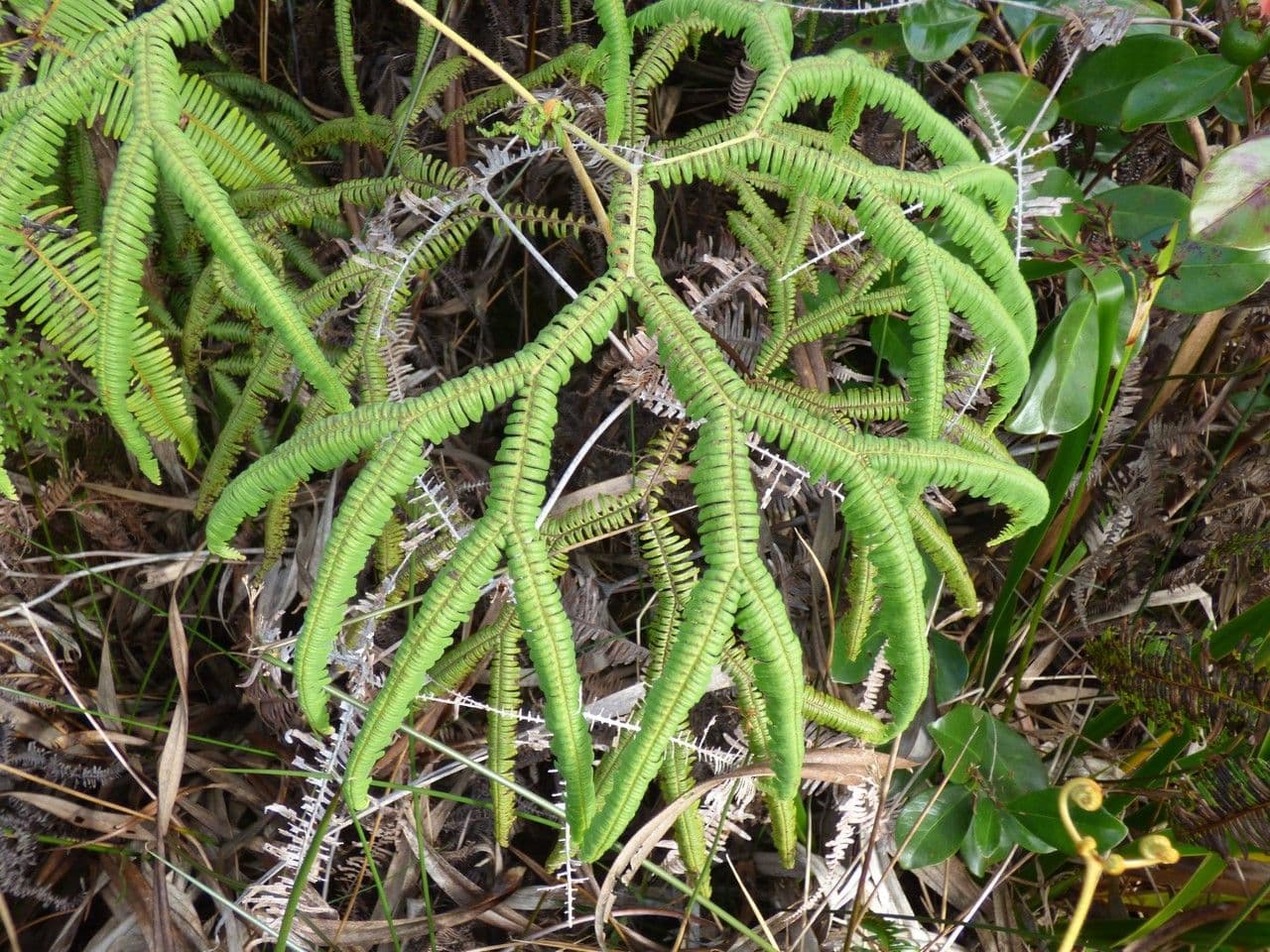 Sticherus 10