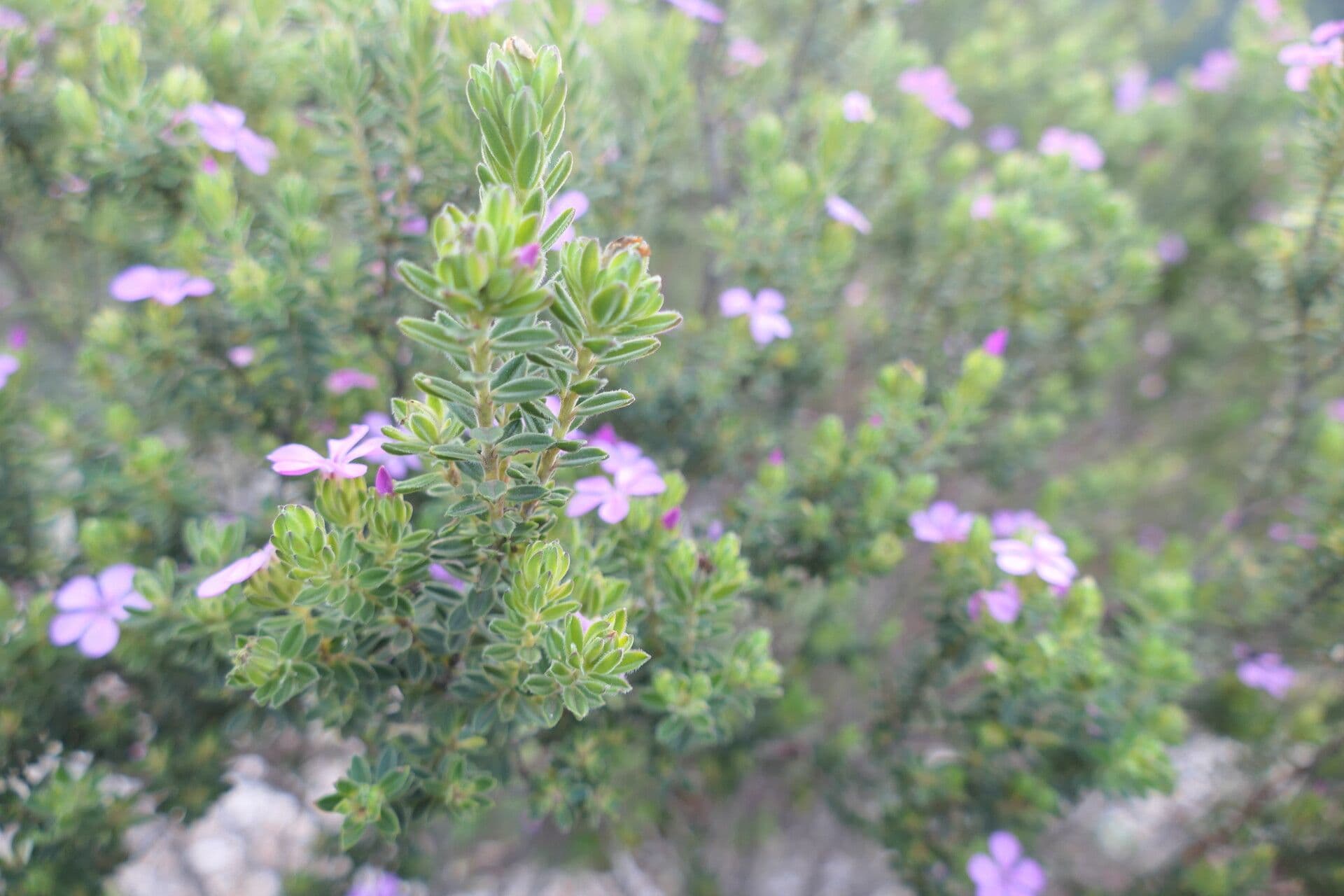 Acmadenia 3