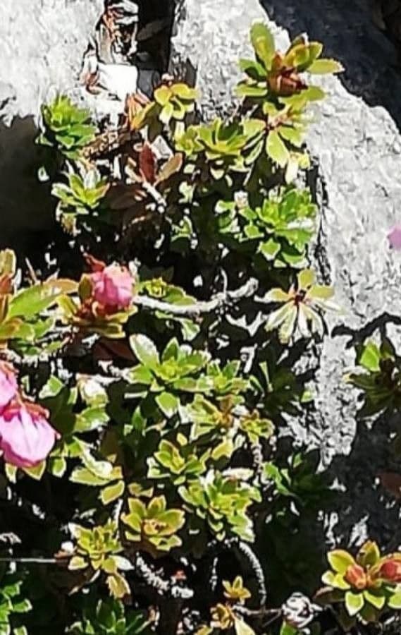 Rhodothamnus 15
