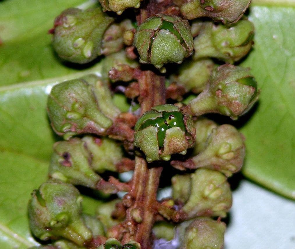 Spachea 4