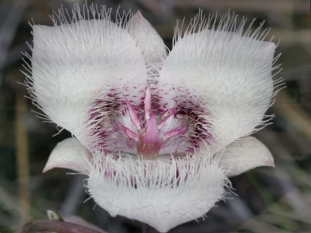 Calochortus 4