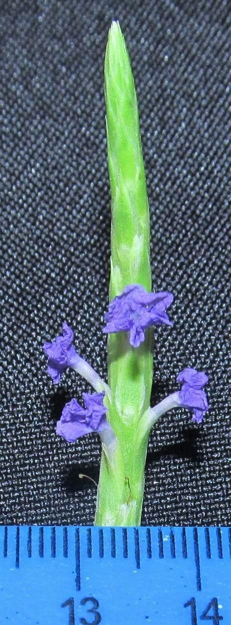 Stachytarpheta 13