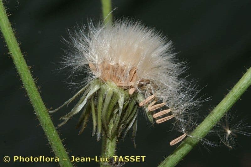 Crespigno palustre 4