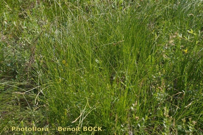 Sedge 12