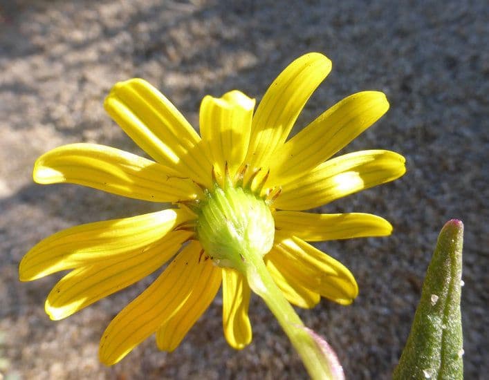 Senecio californiano 5