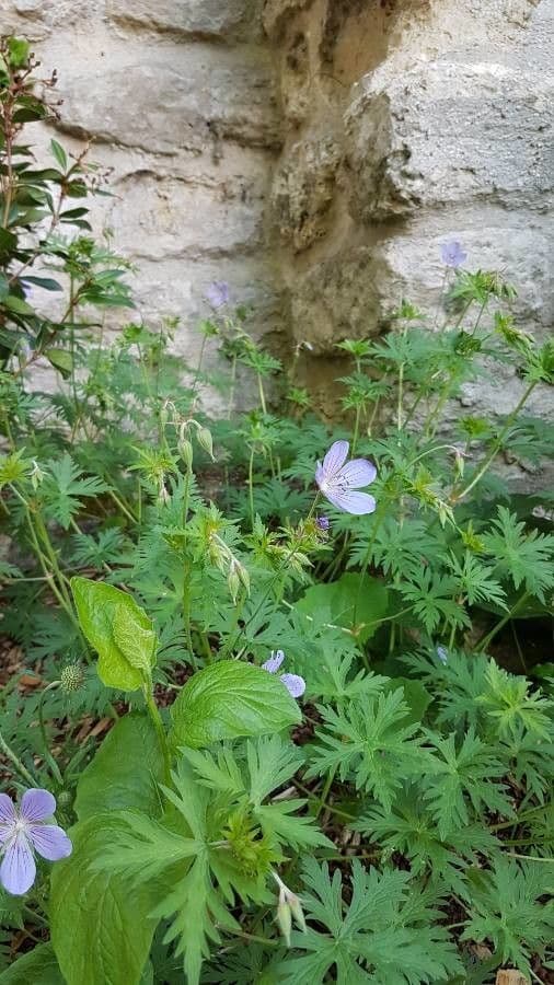 Géranium des prés 26
